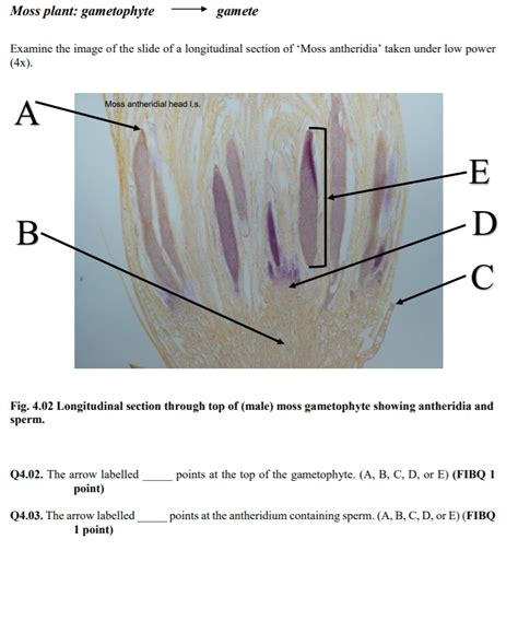 Solved Moss plant: gametophyte gamete Examine the image of | Chegg.com