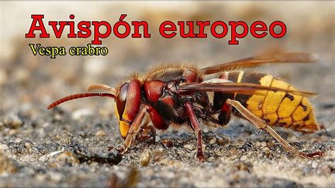 El Avisp N Europeo Vespa Crabro Datos Y Curiosidades Youtube