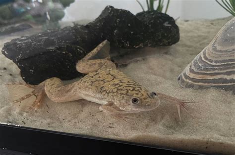 African Clawed Frog Care: Diet, Tank Setup, Temperature, Breeding, Etc.