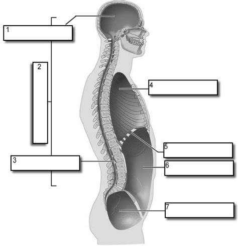 Body Cavity Labeling Worksheet