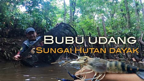 Membubu Udang Galah Di Sungai Hutan Dayak Secara Solo Ada Juga Rezeki