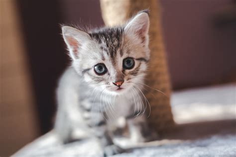 Los Perros Machos O Hembras Se Llevan Mejor Con Los Gatos