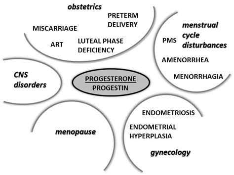 Ijms Free Full Text Progesterone A Steroid With Wide Range Of Effects In Physiology As Well