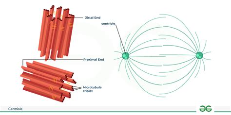 Centriole Structure And Functions Geeksforgeeks