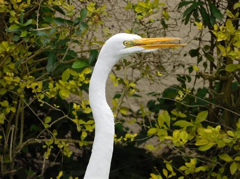 Bird Egret Wild Great Free Photo On Pixabay Pixabay