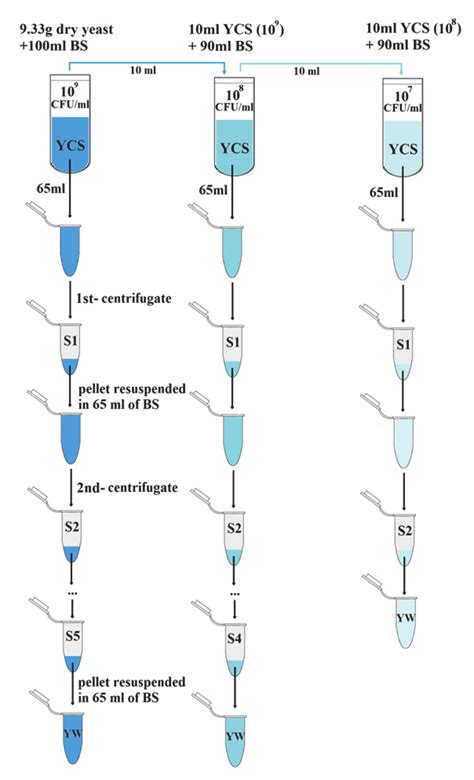 Serial dilution of yeast cell suspension (YCS) and steps to get final... | Download Scientific ...