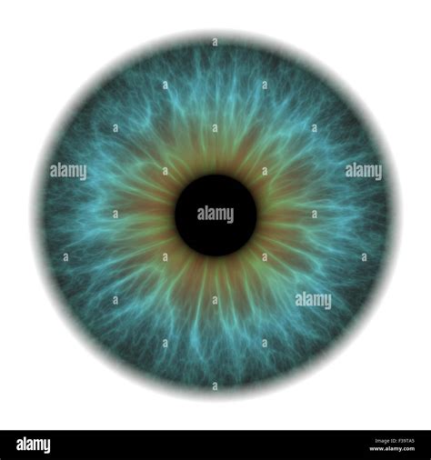 Iris De Ojos Celeste Pupila Fotografías E Imágenes De Alta Resolución Alamy