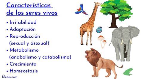 Seres inertes características ejemplos diferencias con seres vivos