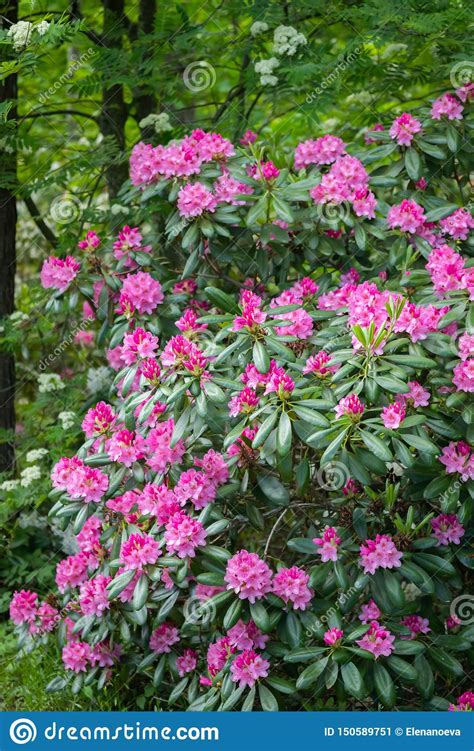 Flores Cor De Rosa Do Rododendro No Arbusto No Parque Finlandia Imagem