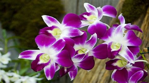 10 Dicas para cuidar de orquídeas phalaenopsis YouTube