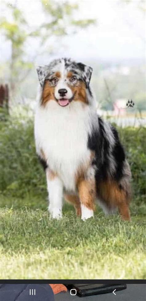 Australian Sheperd Valper Til Salgs Nytt Dyr