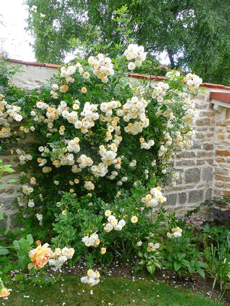 Ghislaine De Felingonde Climbing Rose Rose Grimpante Idées De