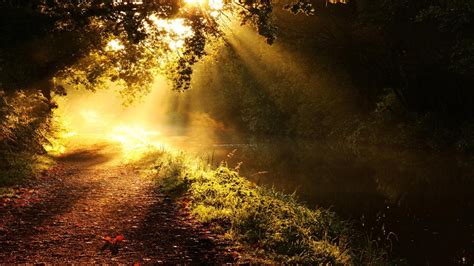 Wallpaper Sunlight Landscape Forest Sunset Night Nature