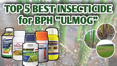 TOP 5 BEST INSECTICIDE FOR BPH ULMOG Vlog 14 YouTube