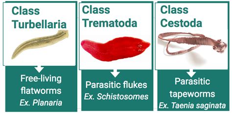 Phylum Platyhelminthes Examples