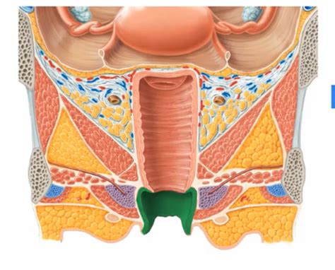 Anatomie Vulva Und Klitoris Flashcards Quizlet