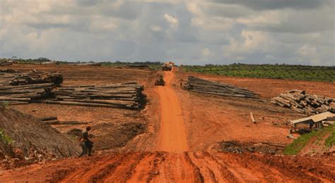 Deforestation from Palm Oil Production Continues to Spread in Indonesia