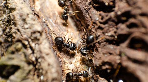 Carpenter Ants Vs Termites In San Antonio How To Tell Them Apart