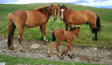 Horse family — Stock Photo © sat #1110604