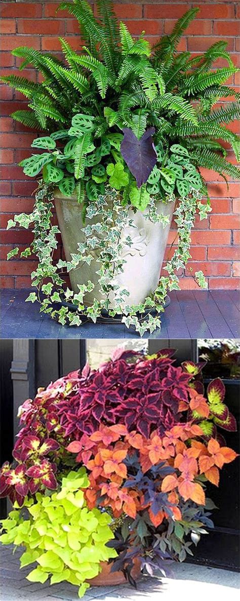 Best Shade Plants Gorgeous Container Garden Planting Lists Showy