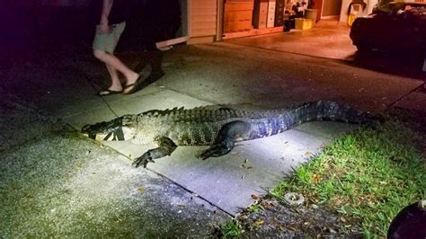 Hallado un caimán de más de 2 metros en un garaje de Florida