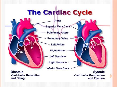 Cardiac Cycle