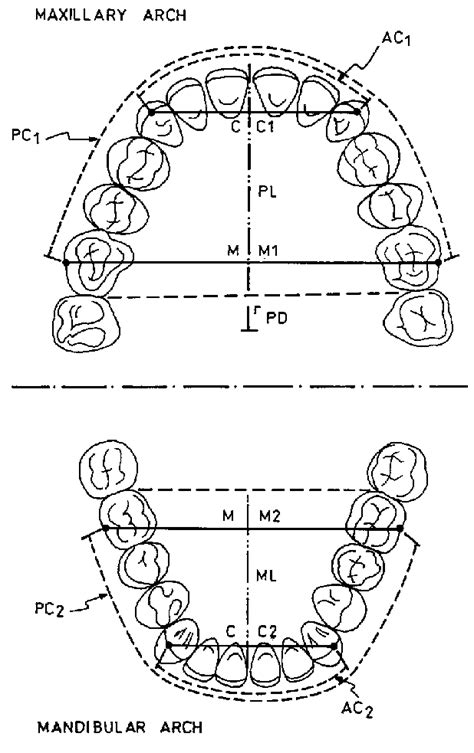 The Variables Of The Dimensions Measured In The Maxillary And