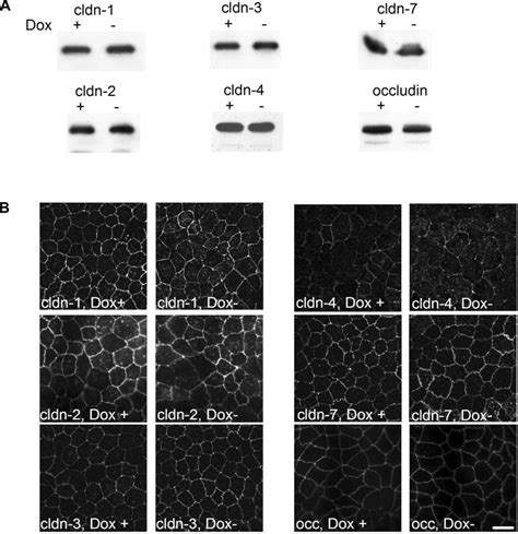 Effect Of Claudin 19 Induction In Mdck Ii Tetoff Claudin 19 Cells On