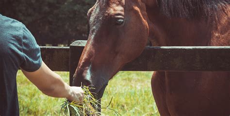 How To Feed Your Horse The Rules For A Healthy Nutrition Shop For Horses