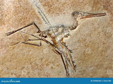 Pterodactylus Elegans Fossil Editorial Image - Image of prehistoric, bones: 24985265