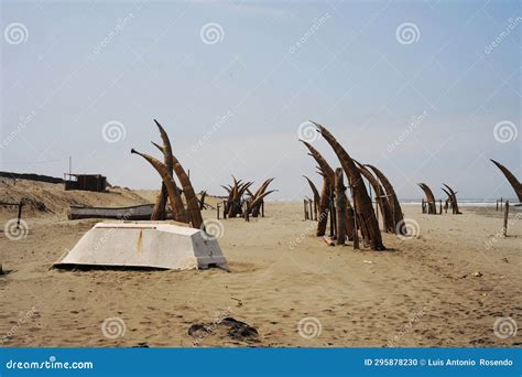 Traditional Peruvian Reed Boats Caballitos De Totora Straw Boats