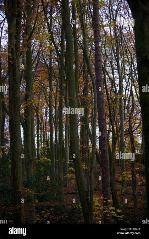 Ashridge Forest Stock Photo - Alamy