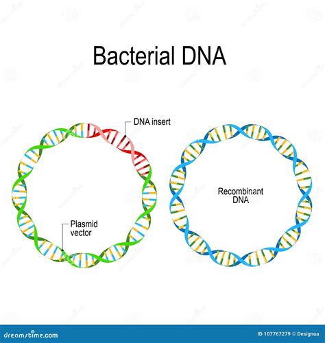 Designed Plasmid Vector