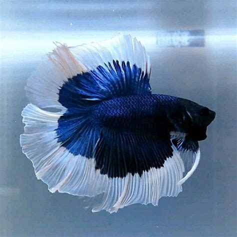 Betta Macho Blue Butterfly Doubletail Bettarea