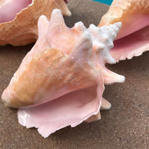 Natural Conch Shells Beach Home Decor Beach Weddings Plant Etsy