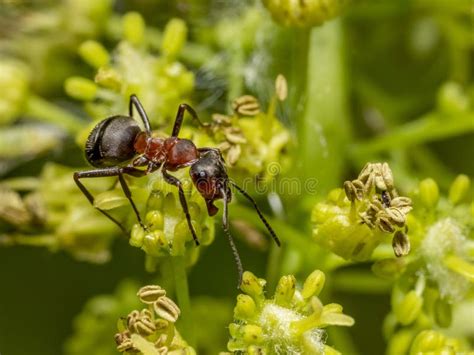 Red Wood Ant Stock Photo Image Of Closeup Macro Climbing 278558744