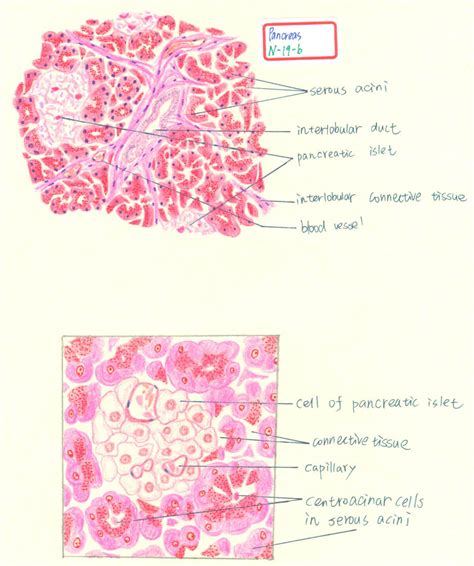 Pancreas Histology Diagram