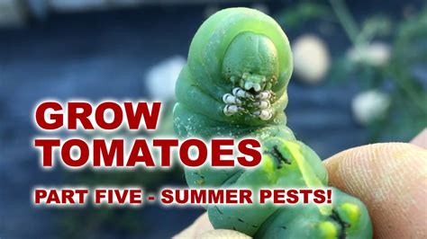 5 Grow Tomatoes Organic Hornworm Control Youtube