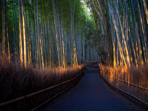 arashiyama bamboo grove offbeat japan