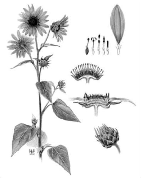 14-Sunflower anatomy. | Download Scientific Diagram