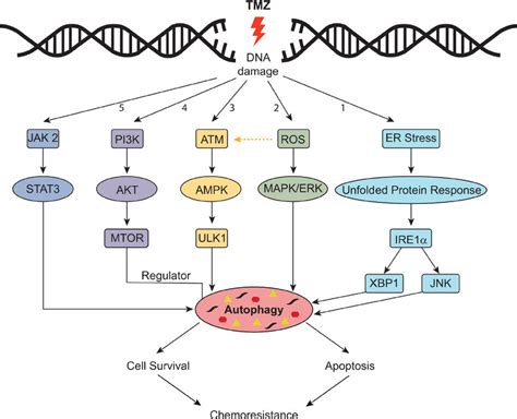 Mechanisms Of Resistance Through Tmz Induced Autophagy Pathway