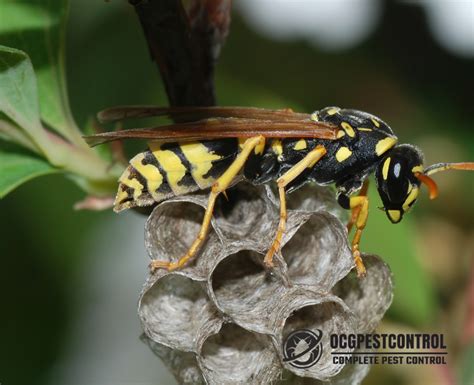 How To Remove A Wasp Nest With OCG Pest Control Annihilate Wasps 2024