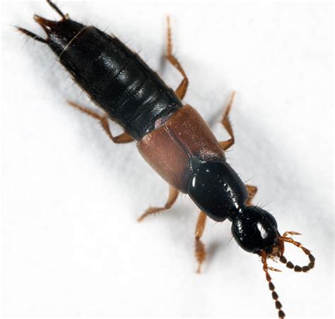 Rove Beetle Philonthus Rufulus Bugguidenet