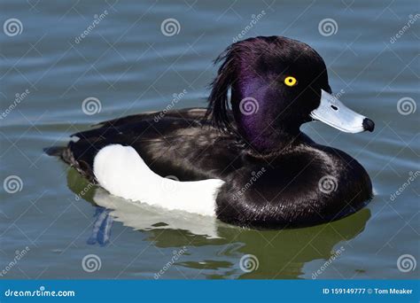 Tufted Duck Aythya Fuligula Stock Image Image Of Avian Portrait