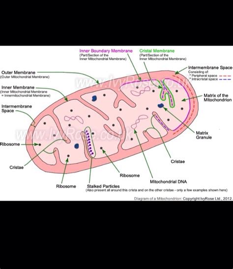 Biology Revision Cards Mrs Birchall Flashcards Memorang