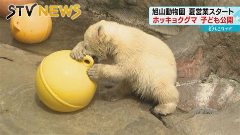 【子グマ】北海道・旭山動物園で夏営業始まる ホッキョクグマの子どもが初公開 元気よく遊ぶ様子に客も笑顔 Youtube