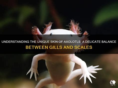 Understanding The Unique Skin Of Axolotls A Delicate Balance Between