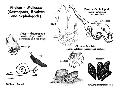 Phylum Mollusca Gastropods Bivalves Cephalopods