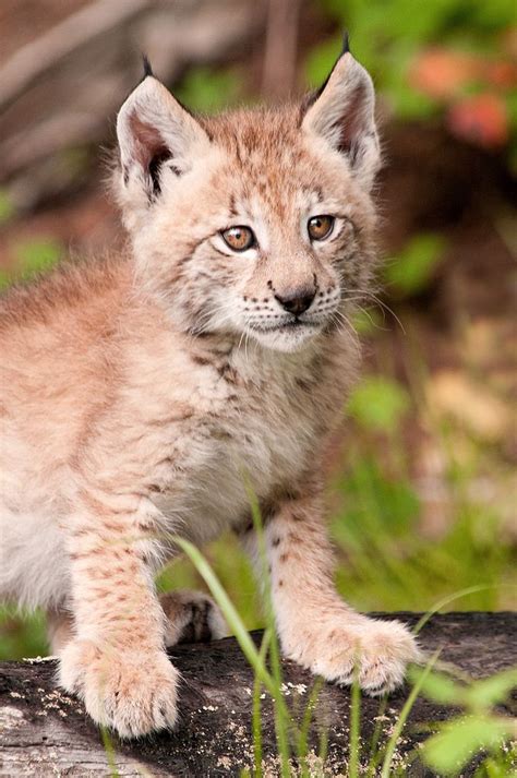 Baby Lynx 3 0 F Lr 7 6 10 J257 With Images Cute Animals Animals