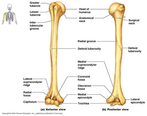 Upper Limb Anatomy Anatomy Bones Anatomy Study Anatomy Reference